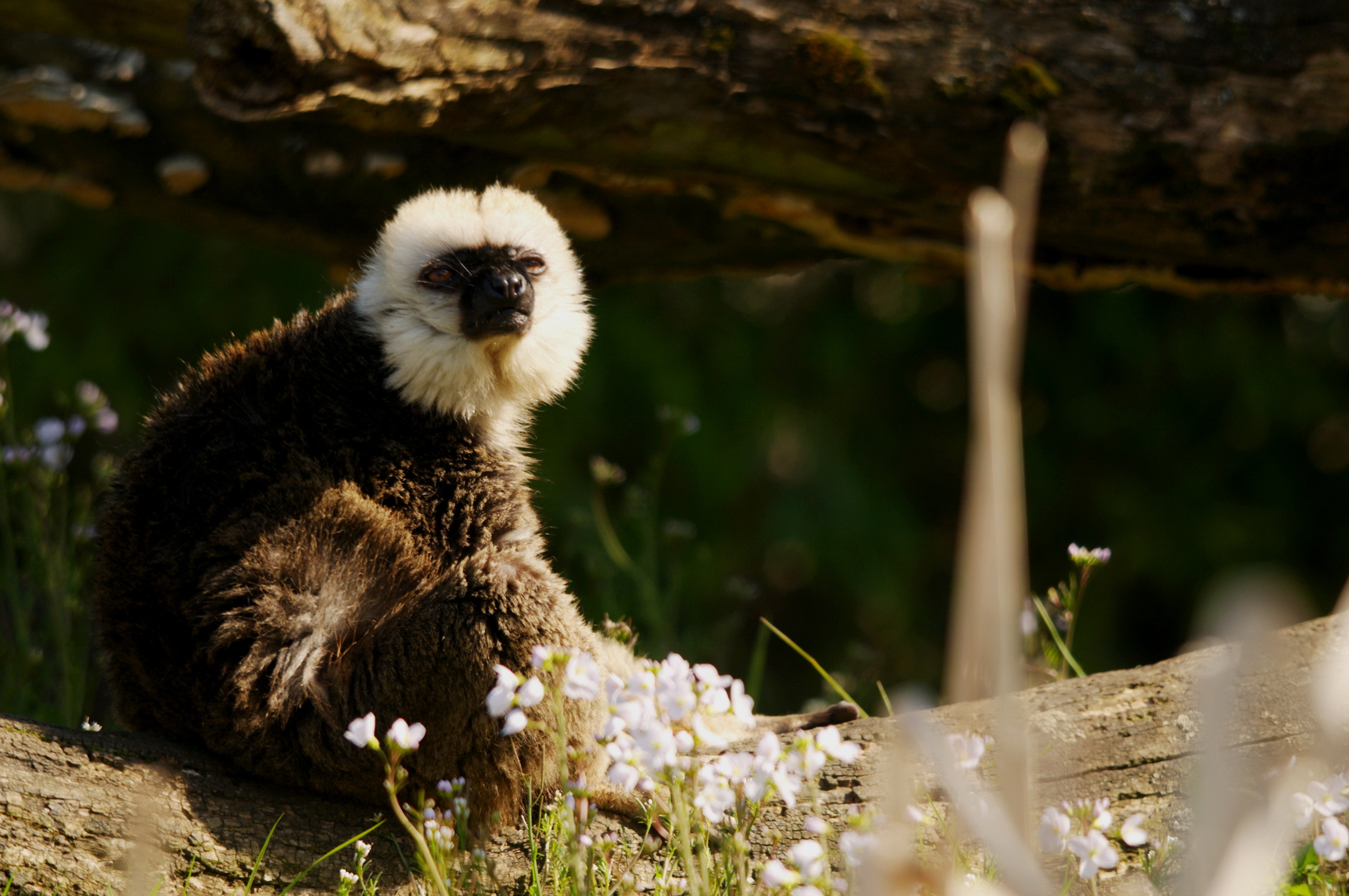 Wallpapers Animals Lemurs 