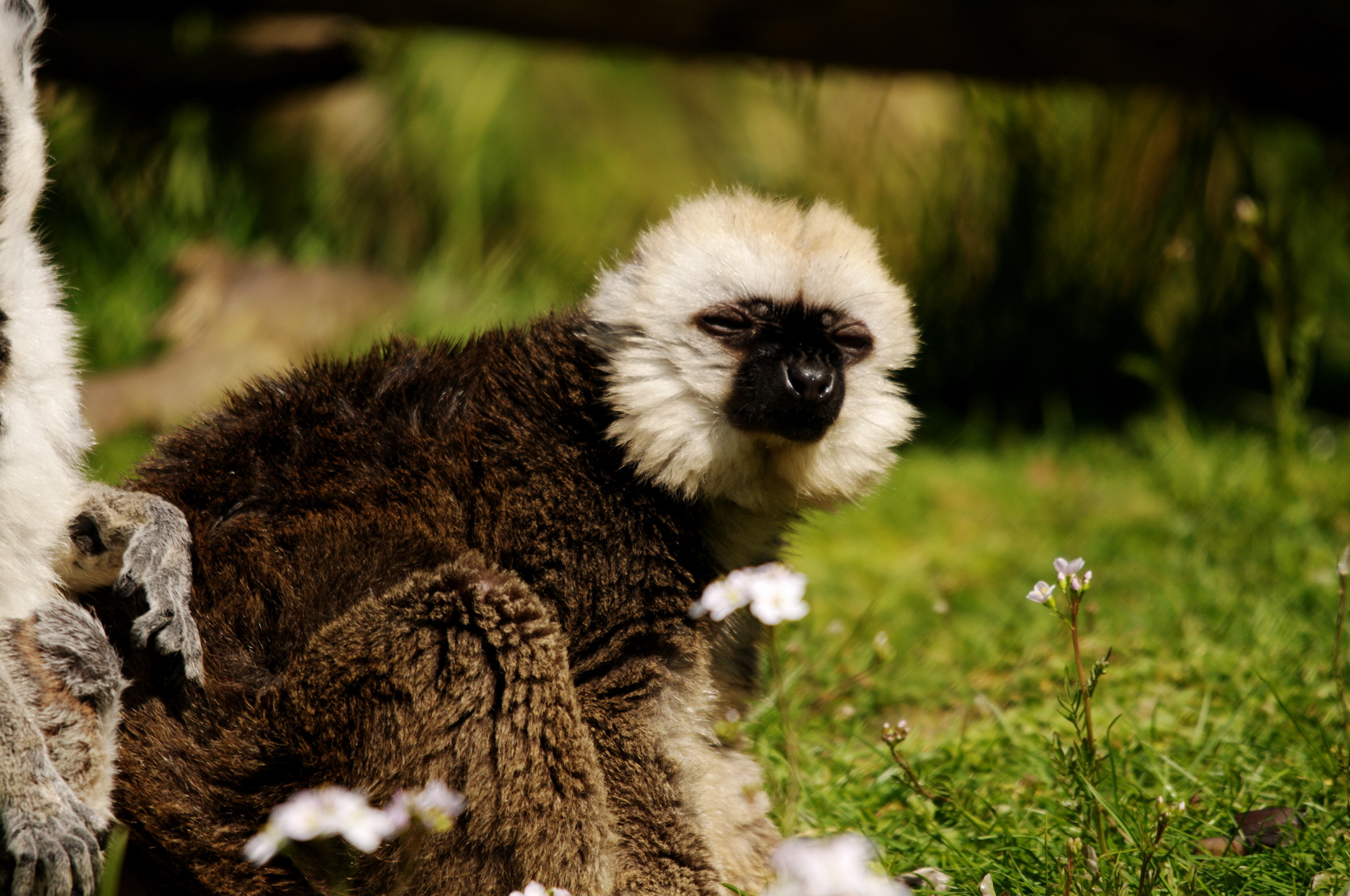 Fonds d'cran Animaux Lmuriens 