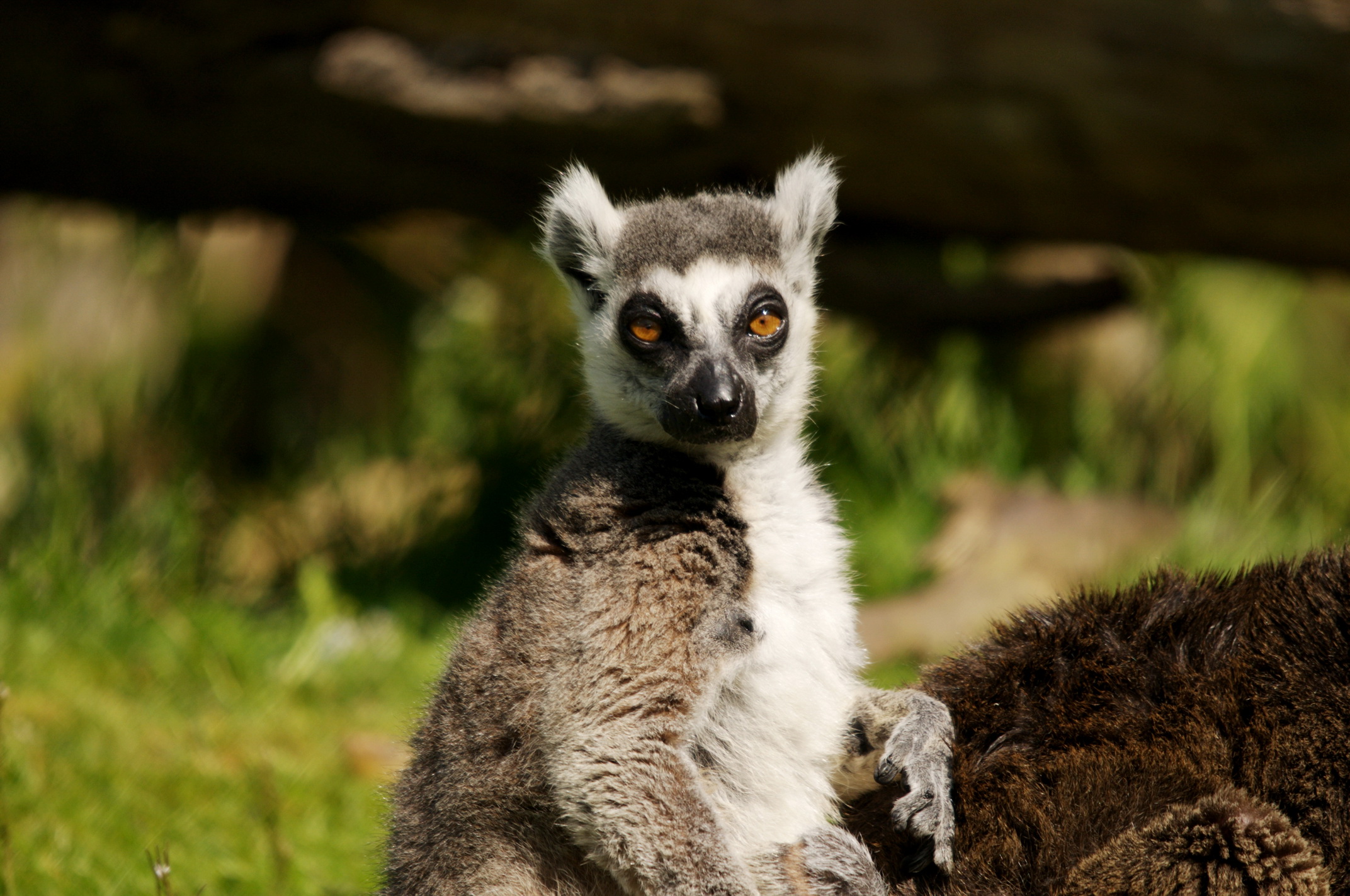 Wallpapers Animals Lemurs 