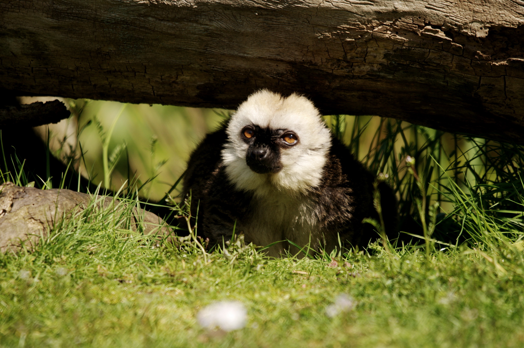 Wallpapers Animals Lemurs 