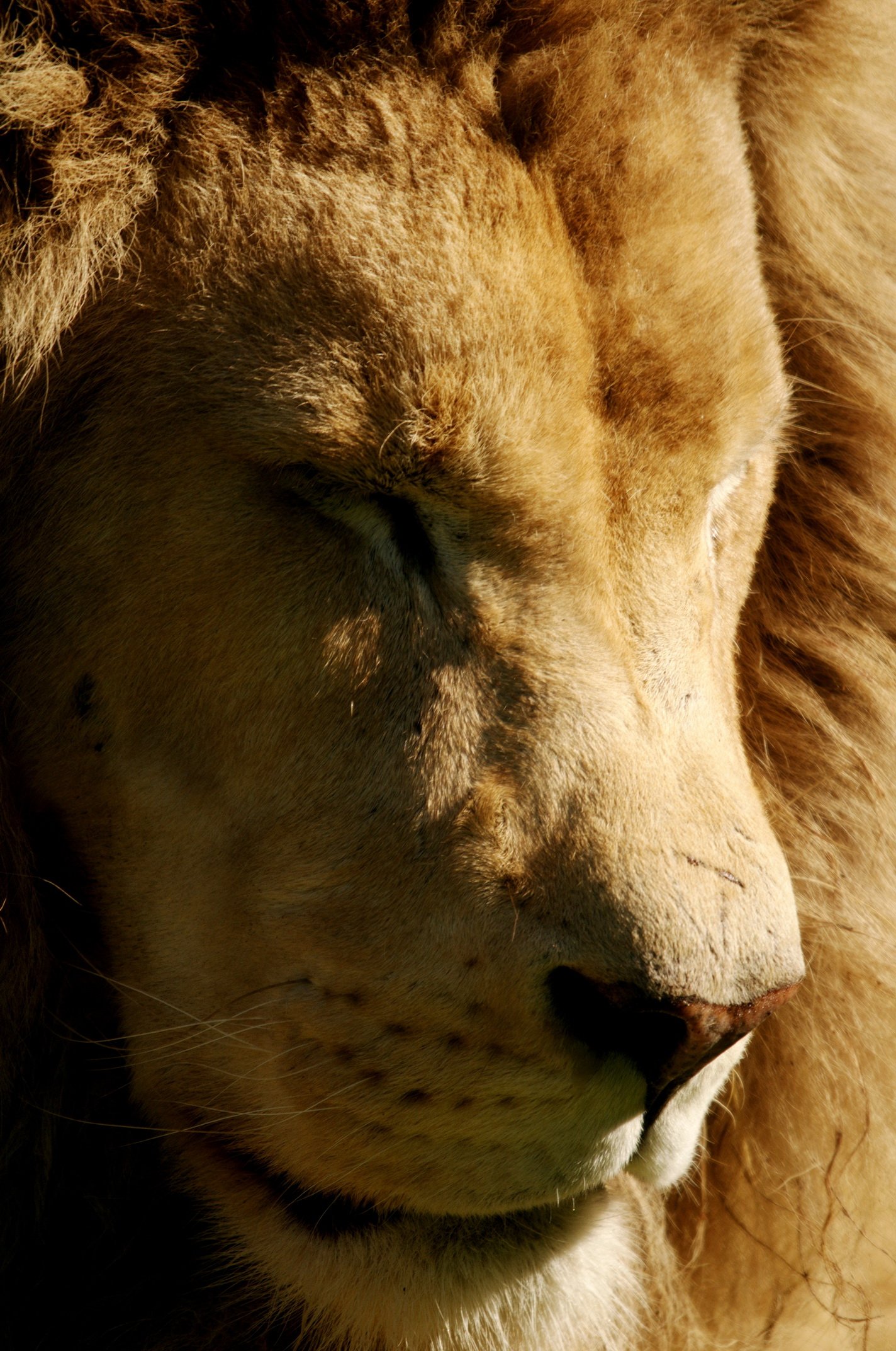 Fonds d'cran Animaux Flins - Lions 