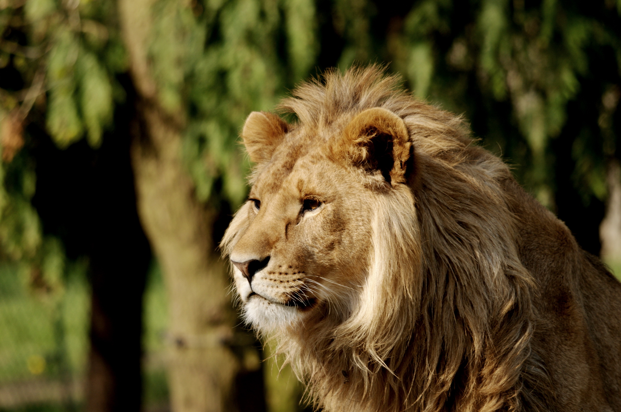 Wallpapers Animals Felines - Lions 