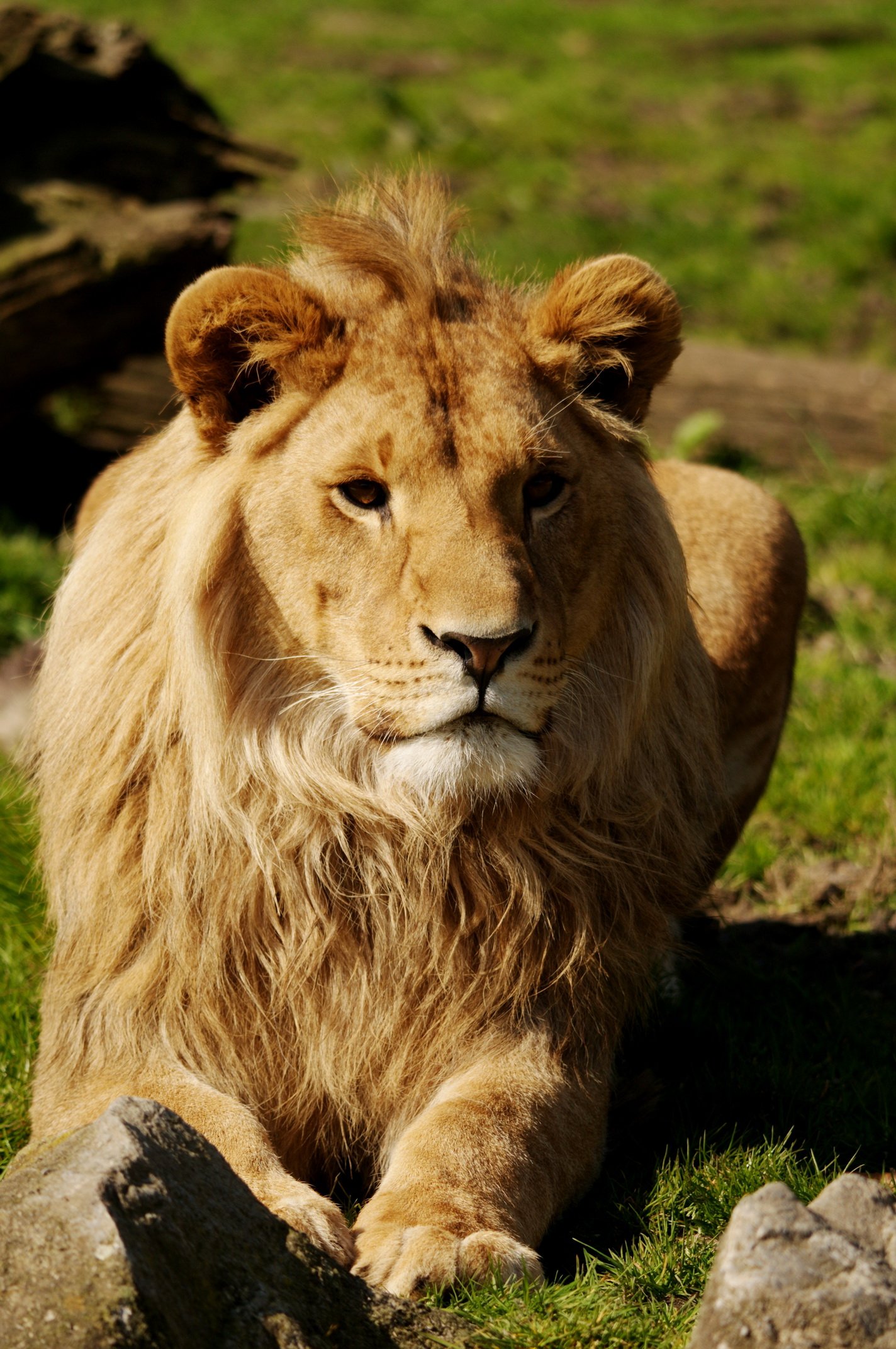 Fonds d'cran Animaux Flins - Lions 