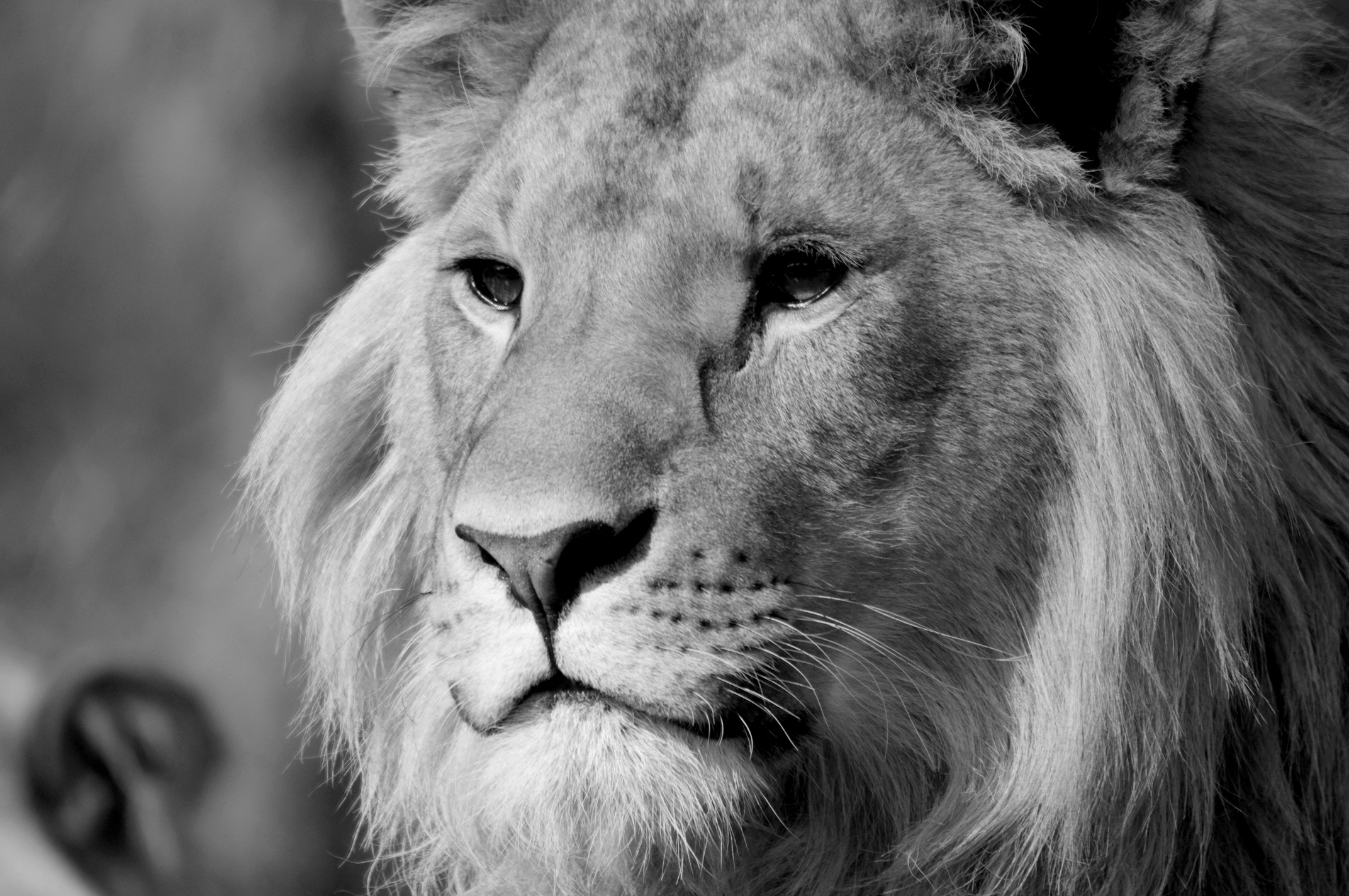 Wallpapers Animals Felines - Lions 