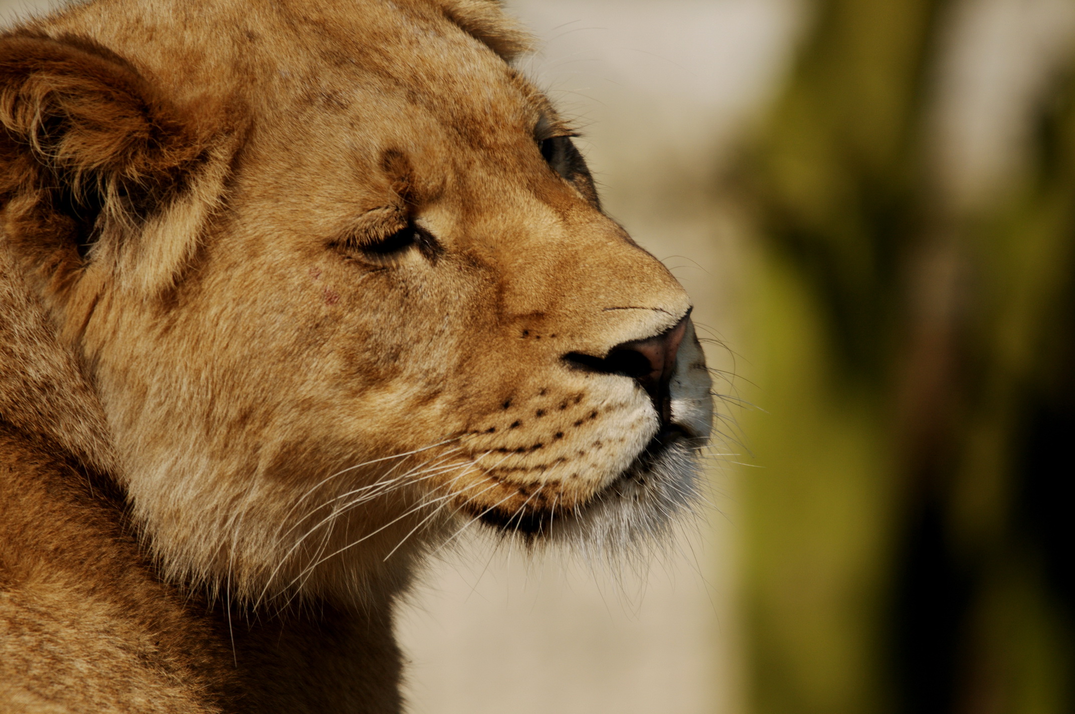 Fonds d'cran Animaux Flins - Lions 