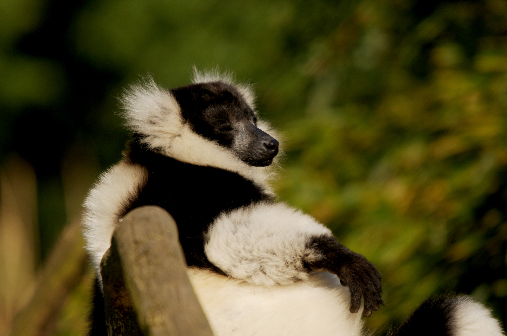 Wallpapers Animals Lemurs 