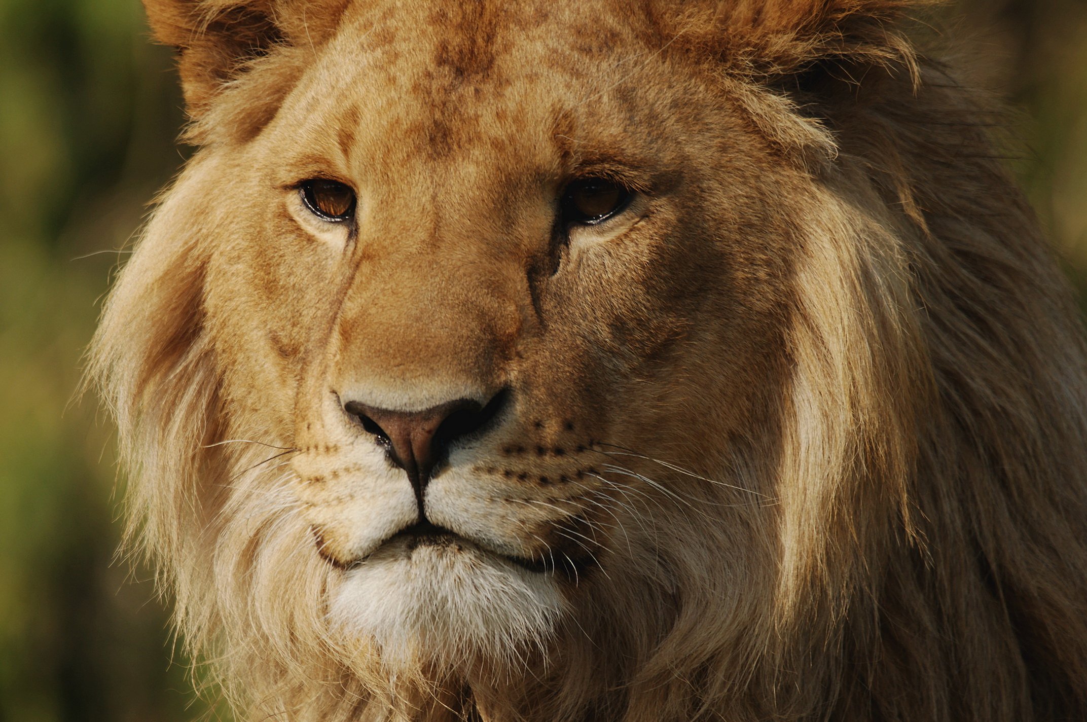 Fonds d'cran Animaux Flins - Lions 