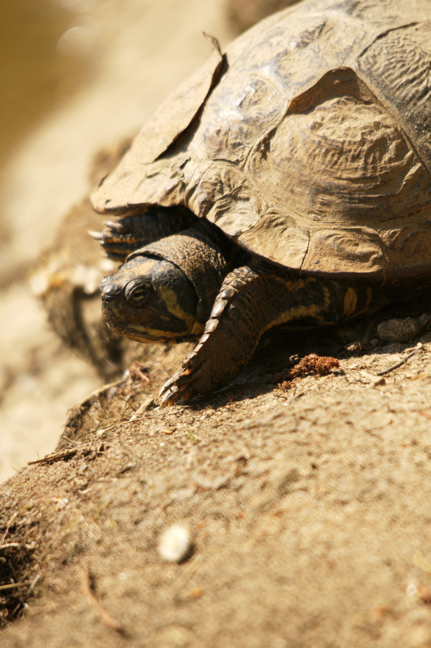 Fonds d'cran Animaux Tortues 