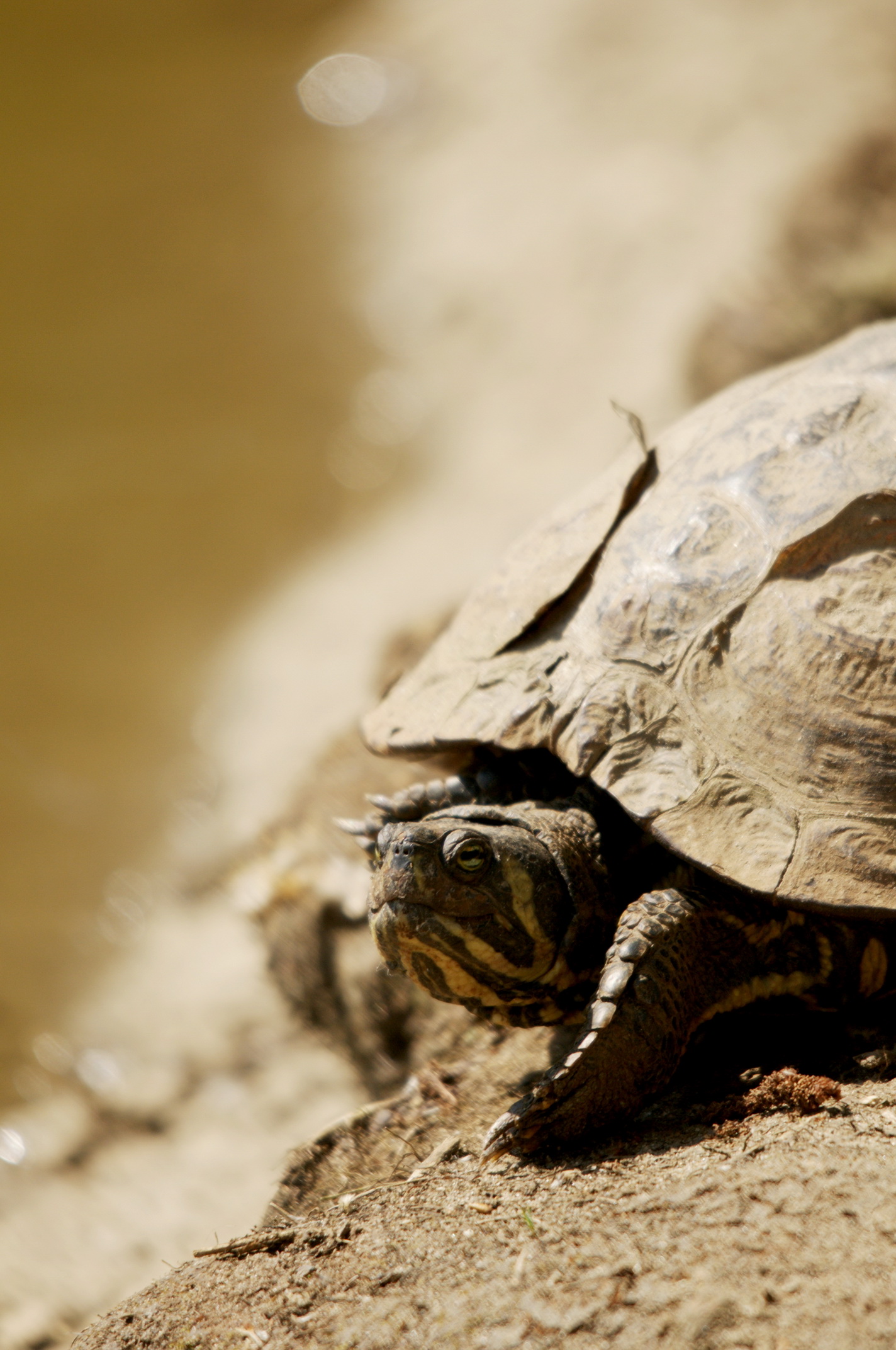 Fonds d'cran Animaux Tortues 