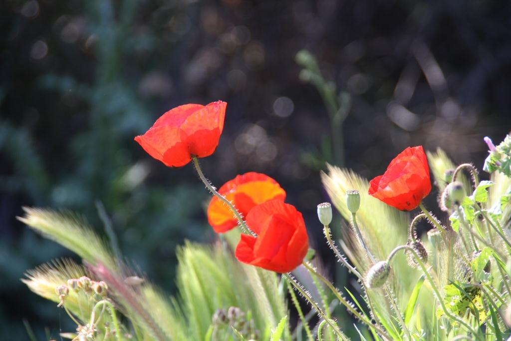 Fonds d'cran Nature Fleurs 