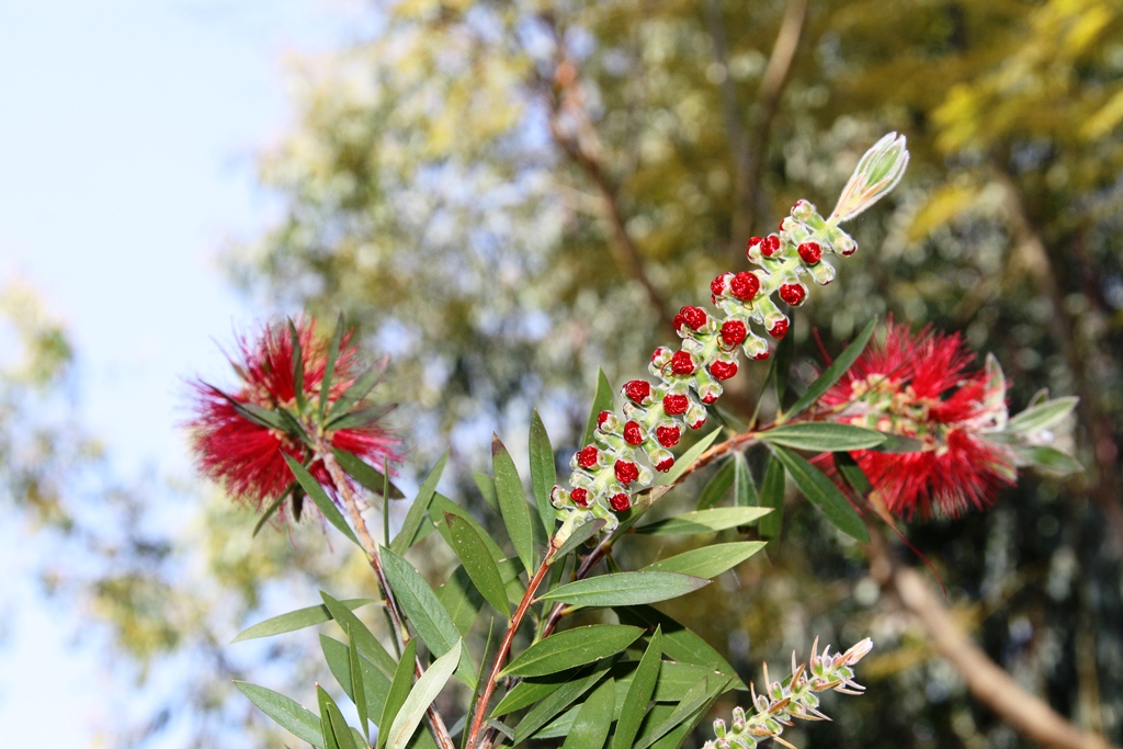 Fonds d'cran Nature Fleurs 