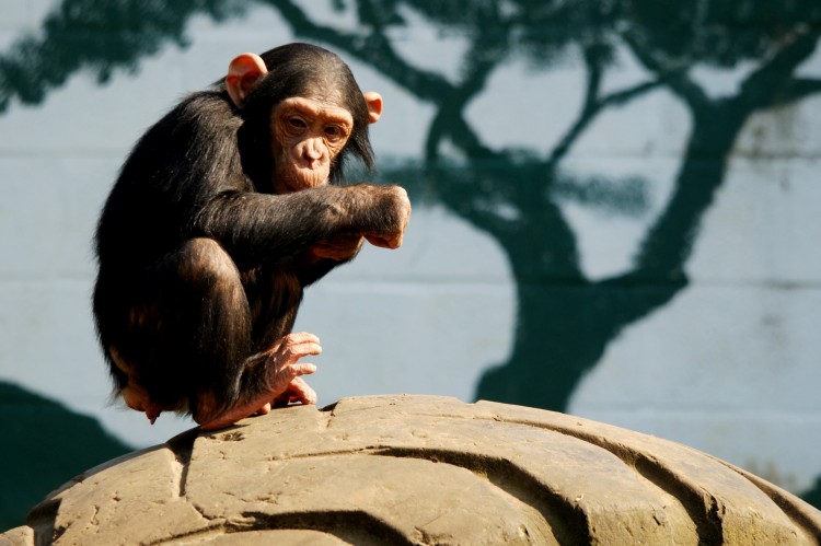 Wallpapers Animals Monkeys Wallpaper N260237