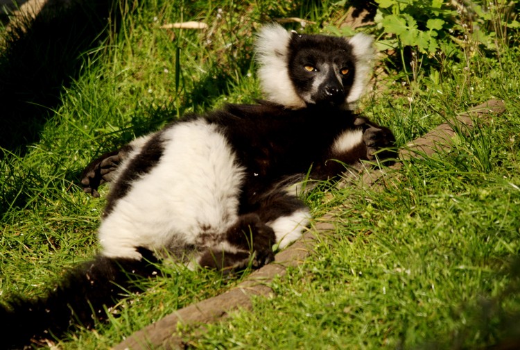 Fonds d'cran Animaux Lmuriens Zen