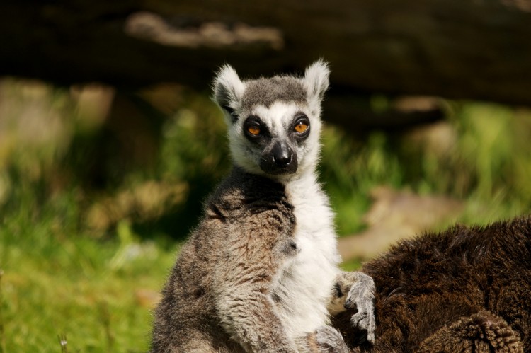 Wallpapers Animals Lemurs Wallpaper N260245