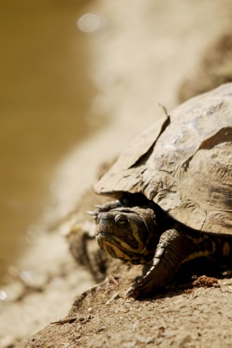 Fonds d'cran Animaux Tortues Wallpaper N260257