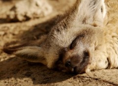 Fonds d'cran Animaux Image sans titre N260255