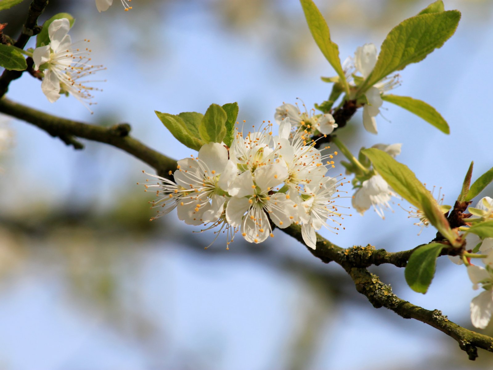 Fonds d'cran Nature Fleurs 