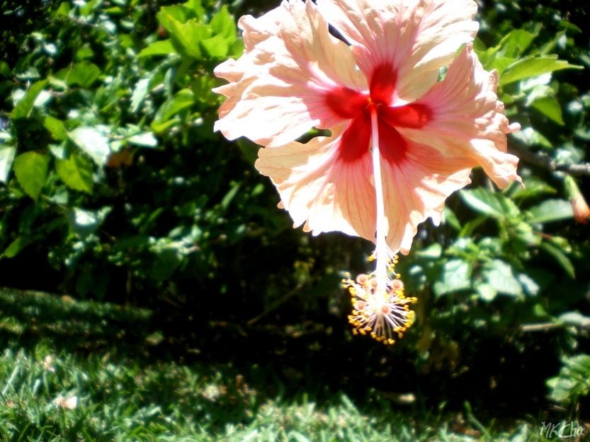 Fonds d'cran Nature Fleurs Hibiscus