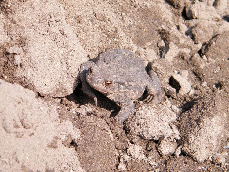 Fonds d'cran Animaux Grenouilles - Crapauds crapauds