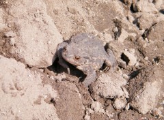 Fonds d'cran Animaux crapauds