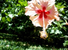 Fonds d'cran Nature Hibiscus