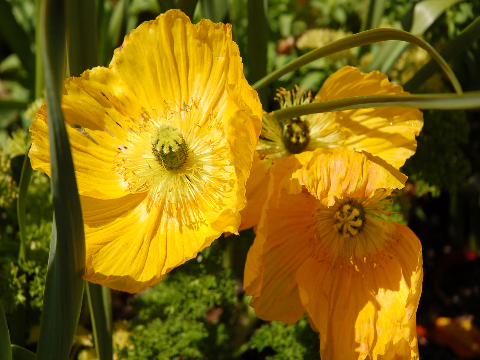 Wallpapers Nature Flowers boutons d'or