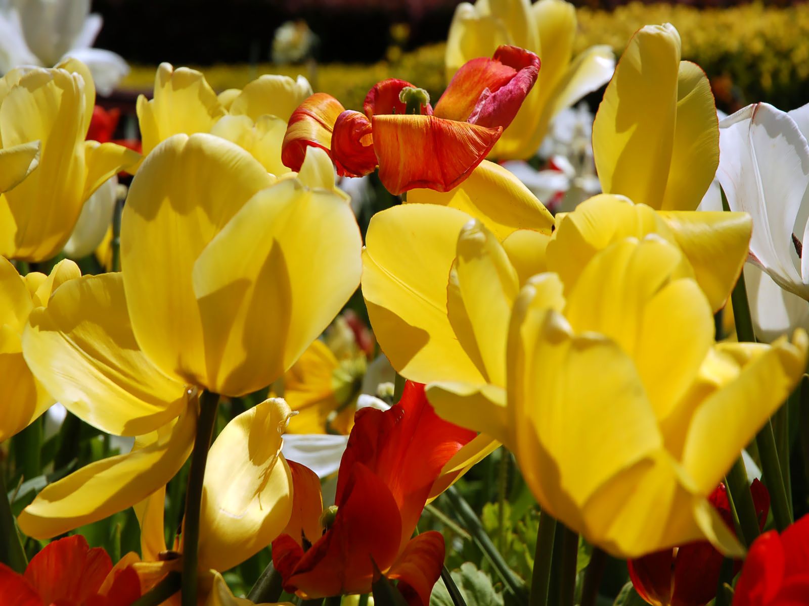 Fonds d'cran Nature Fleurs 