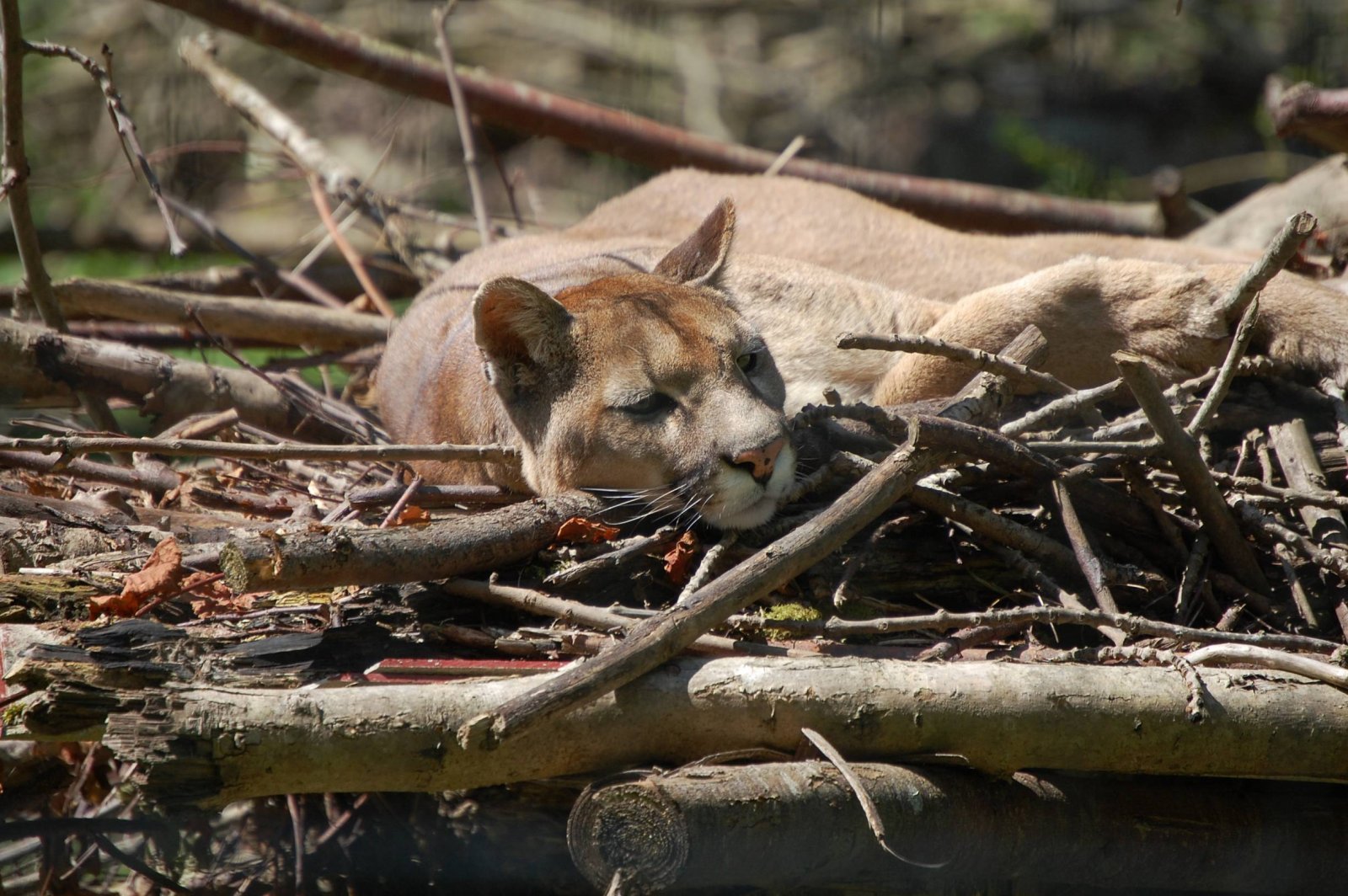 Fonds d'cran Animaux Flins - Divers Parc des Felins