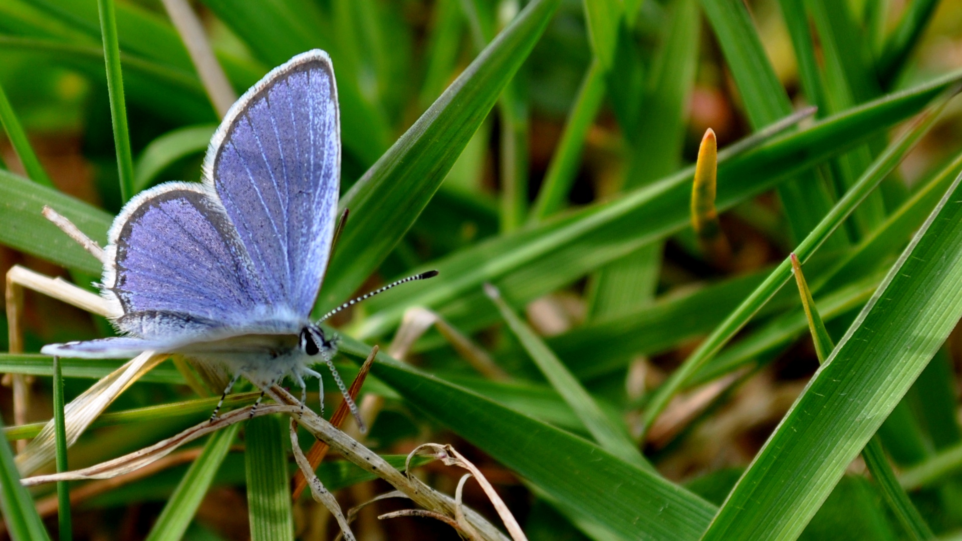 Wallpapers Animals Insects - Butterflies PAPILLON NATURE