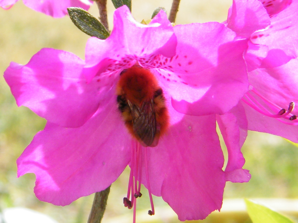 Fonds d'cran Animaux Insectes - Abeilles Gupes ... bourdon