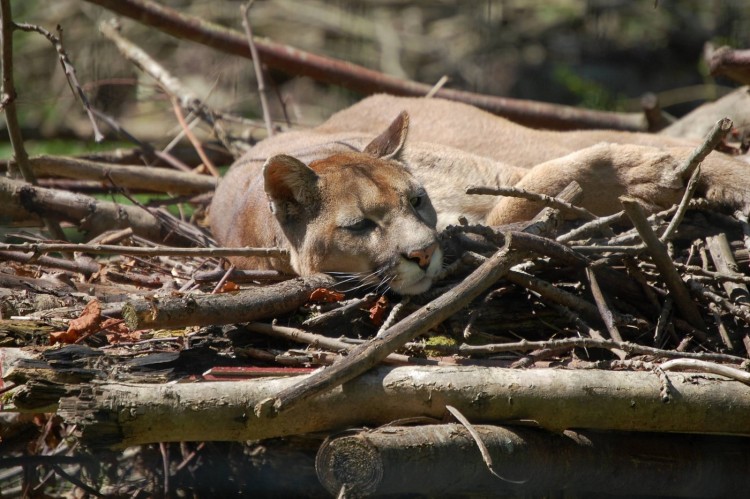 Wallpapers Animals Felines - Miscellaneous Parc des Felins