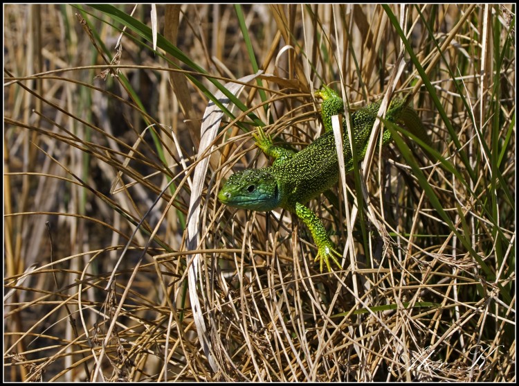 Wallpapers Animals Lizards - Iguanas lzard vert d'europe