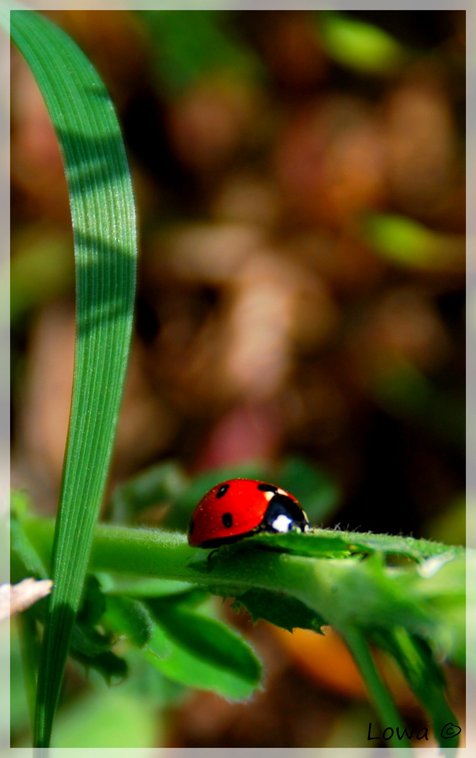 Fonds d'cran Animaux Insectes - Coccinelles 