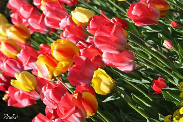 Fonds d'cran Nature Fleurs Tulipes