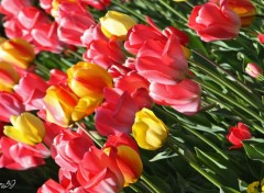 Fonds d'cran Nature Tulipes