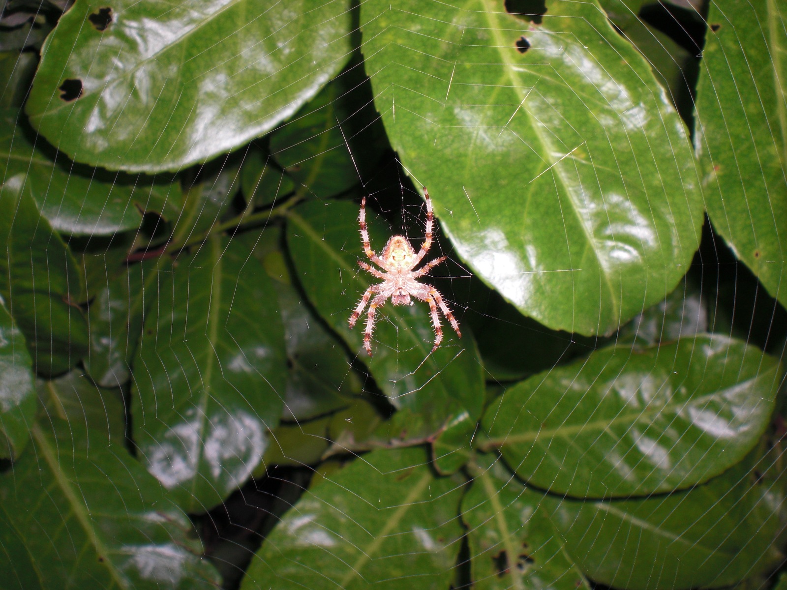 Wallpapers Animals Spiders epeire diademe