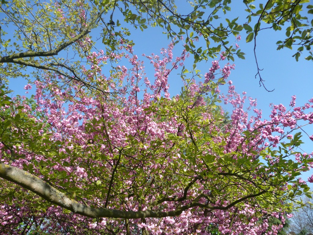 Fonds d'cran Nature Fleurs Une discussion dan les airs