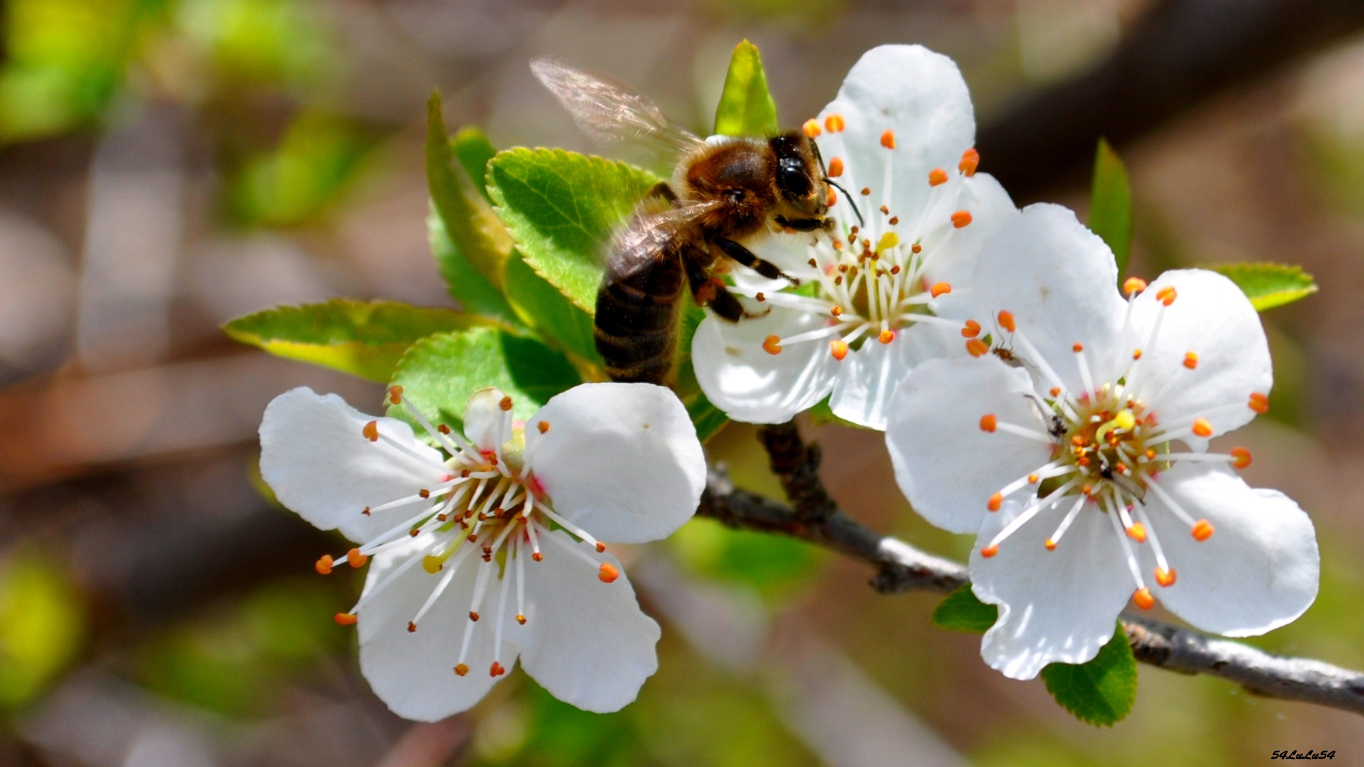 Wallpapers Digital Art Nature - Flowers FLEURS ABEILLE GUEPE NATURE