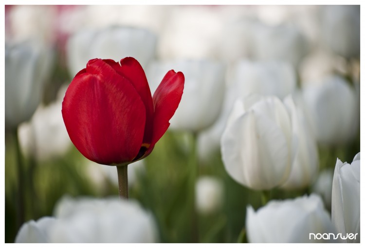 Fonds d'cran Nature Fleurs Red in White