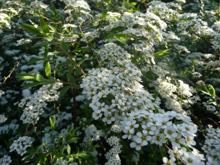 Fonds d'cran Nature Fleurs Joli jeu d'ombre et de lumire 