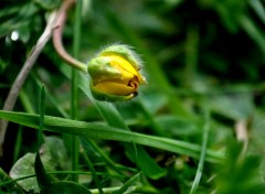 Fonds d'cran Art - Numrique NATURE HERBE FLEUR