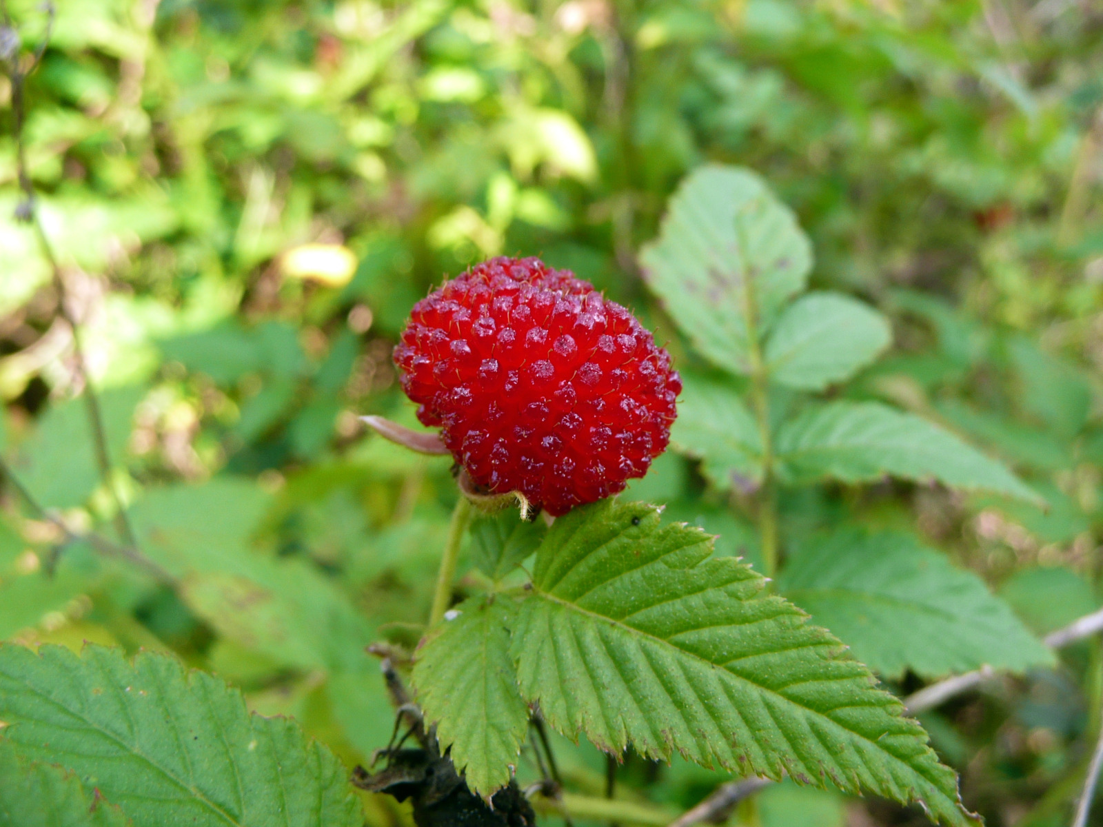 Wallpapers Nature Fruits Une mre sauvage