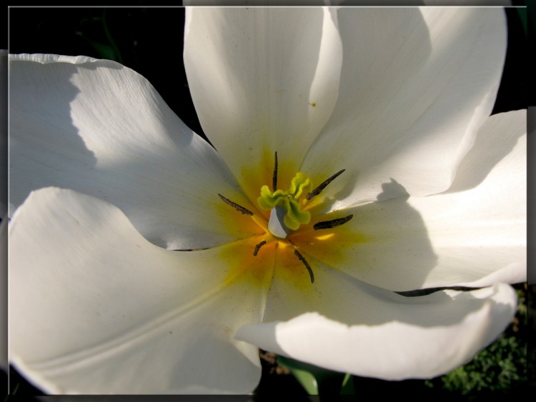 Wallpapers Nature Flowers Tulipe