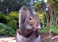 Wallpapers Animals Ecureuil en plein repas.