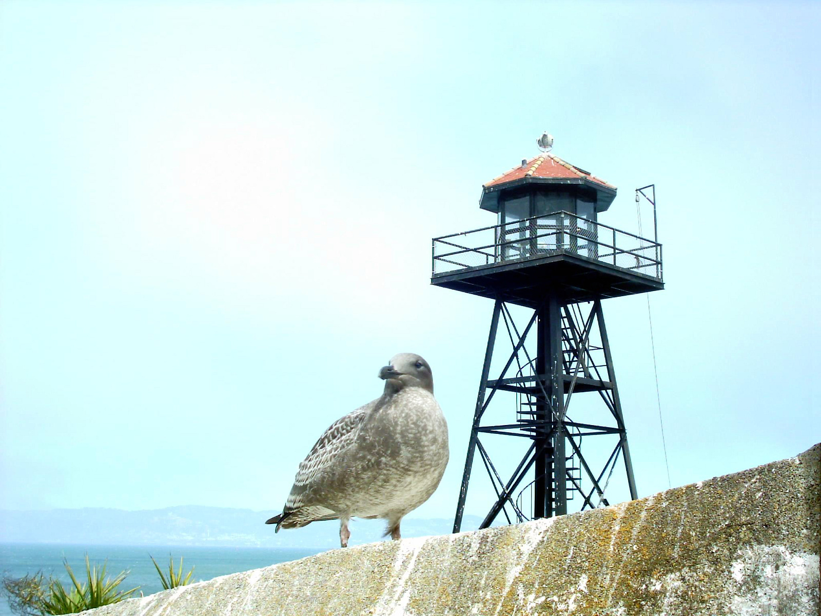 Wallpapers Animals Birds - Albatross Mouette d'Alcatraz