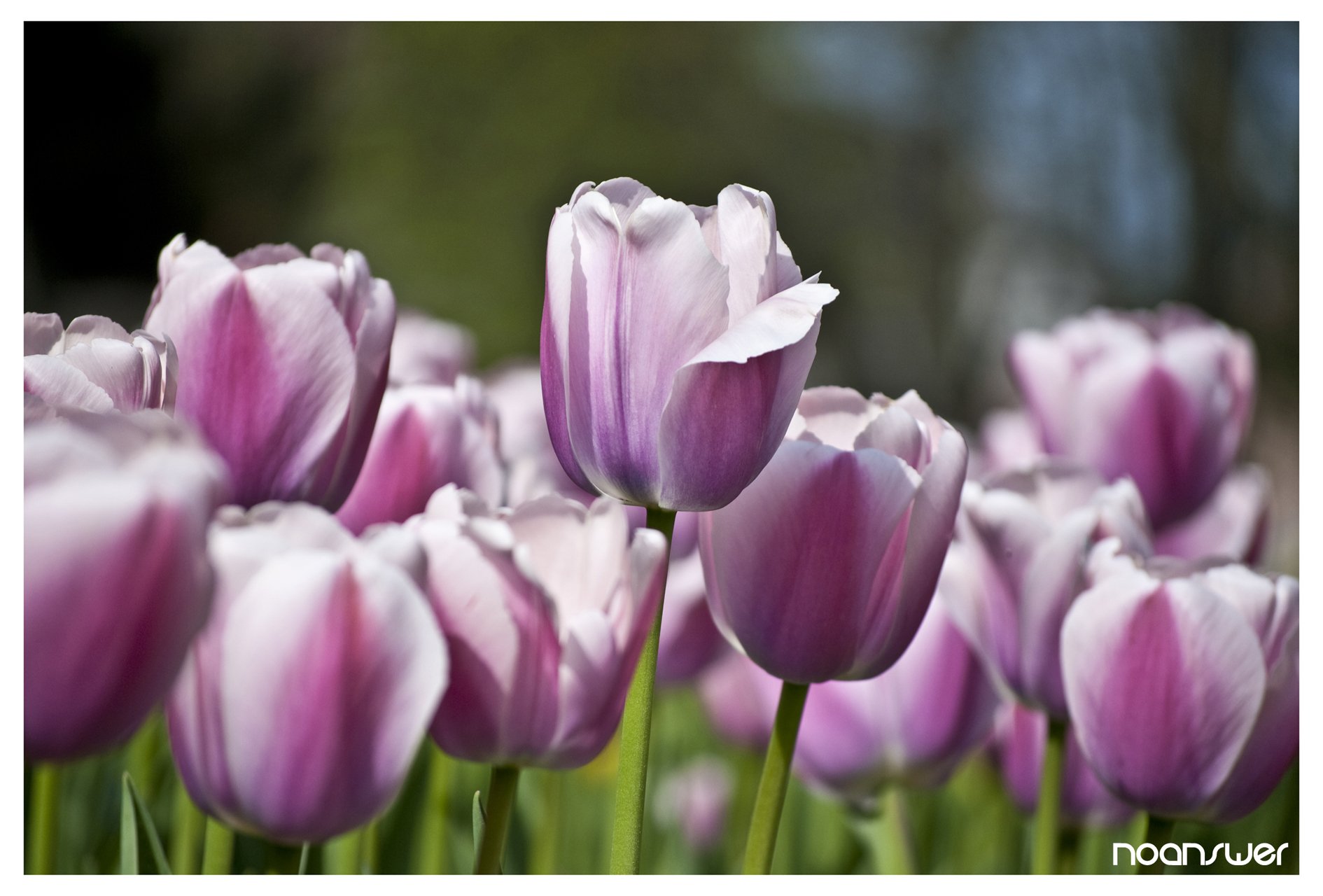 Fonds d'cran Nature Fleurs Tulipes 01