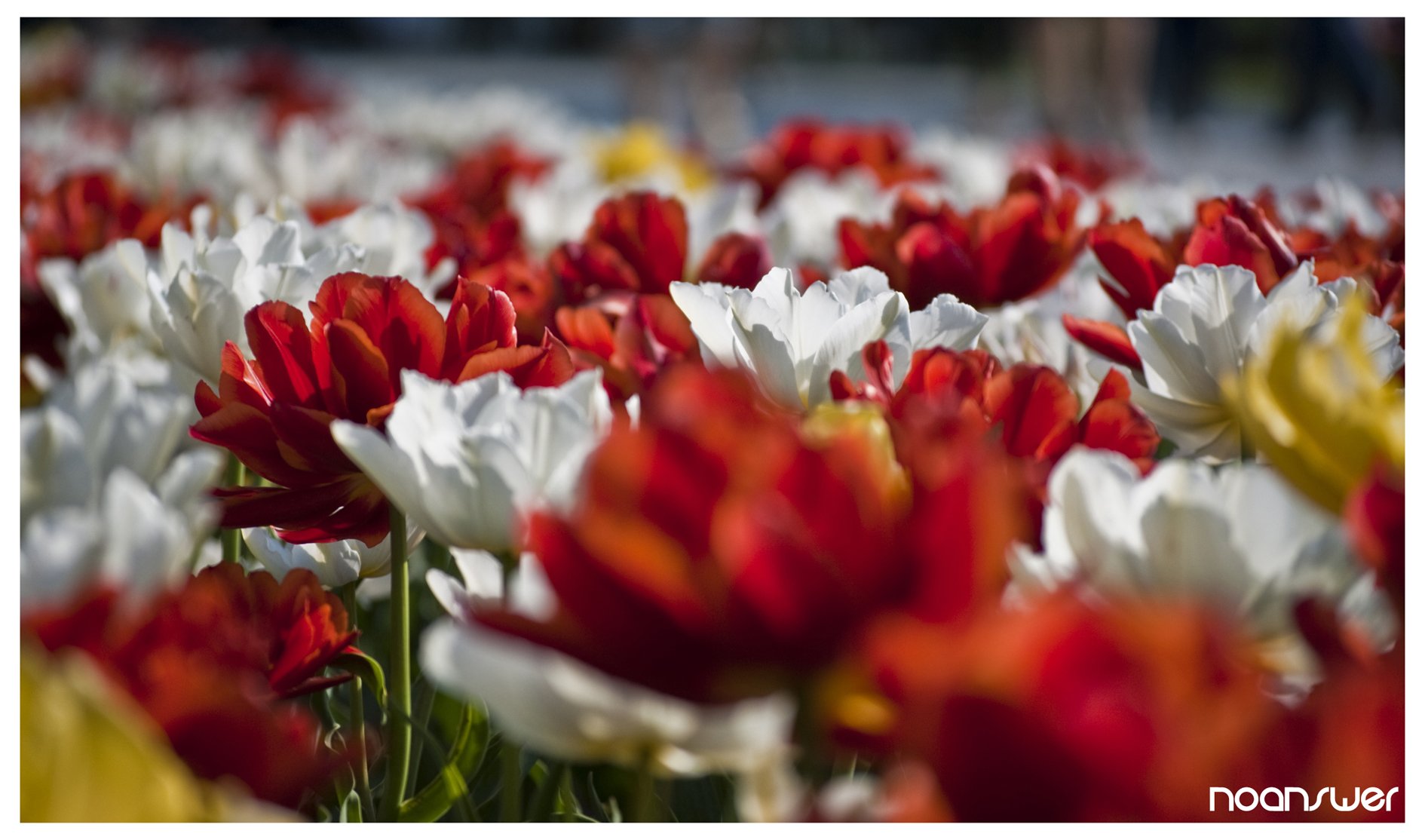 Fonds d'cran Nature Fleurs Tulipes 03