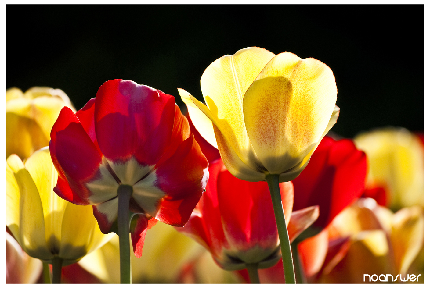 Fonds d'cran Nature Fleurs Red/Yellow