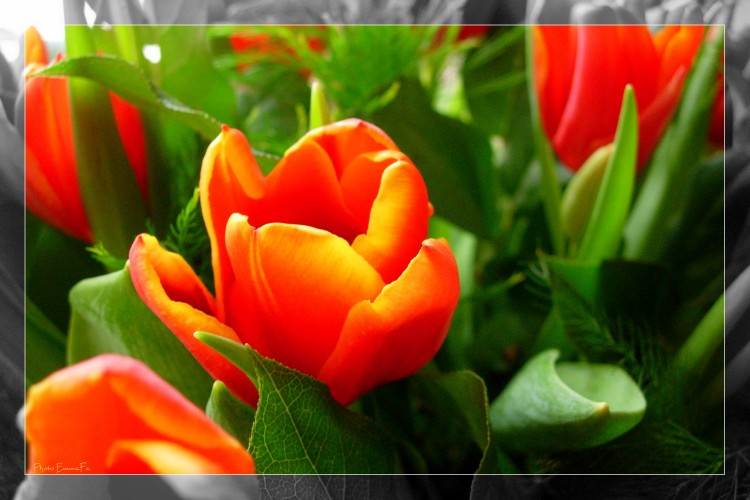 Wallpapers Nature Flowers Tulipes