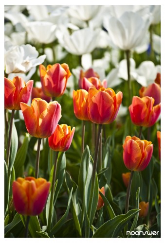 Wallpapers Nature Flowers Tulipes 02